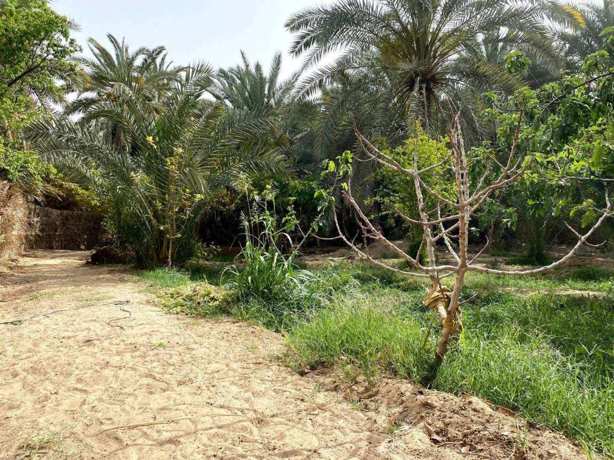 Forest Camp Siwa - كامب الغابة Siwa Oasis Экстерьер фото