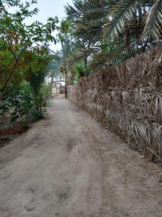 Forest Camp Siwa - كامب الغابة Siwa Oasis Экстерьер фото