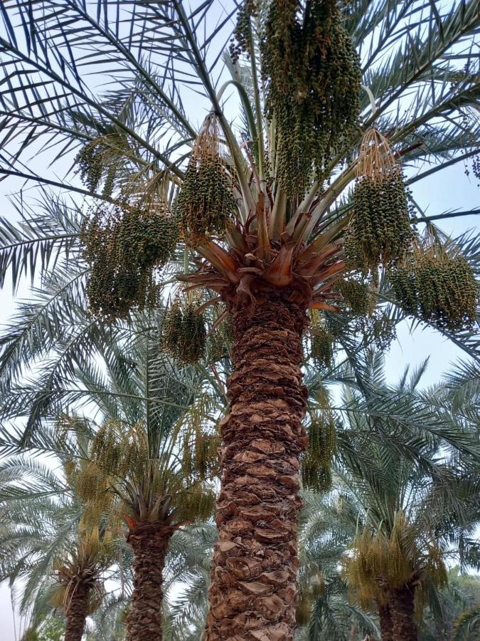 Forest Camp Siwa - كامب الغابة Siwa Oasis Экстерьер фото