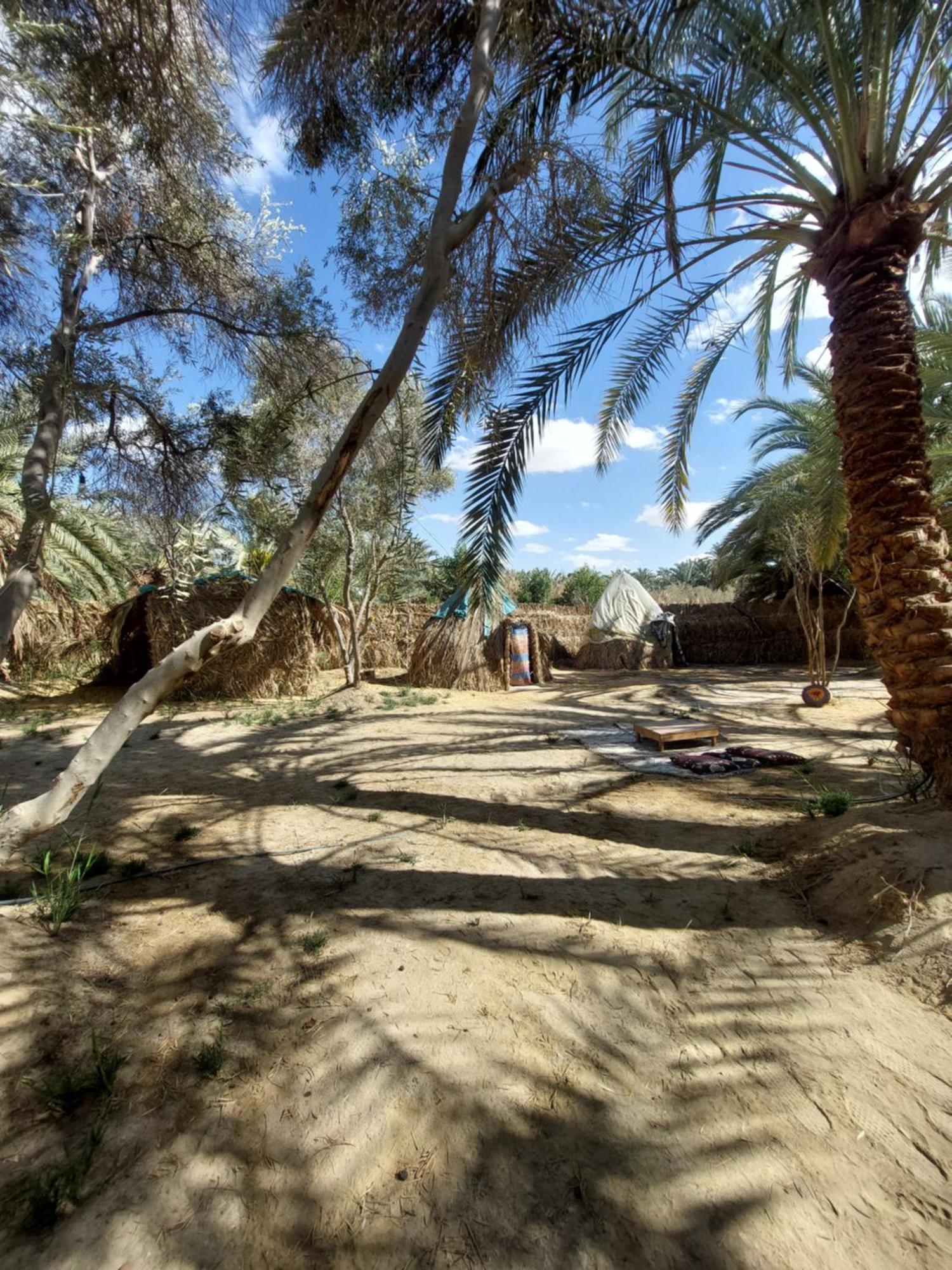 Forest Camp Siwa - كامب الغابة Siwa Oasis Экстерьер фото