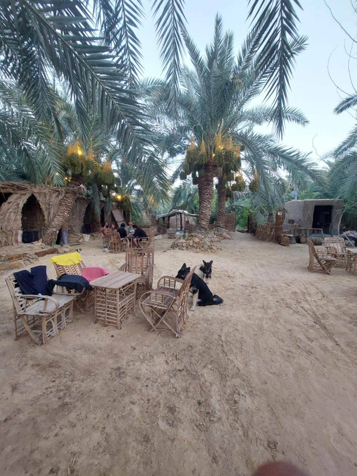 Forest Camp Siwa - كامب الغابة Siwa Oasis Экстерьер фото